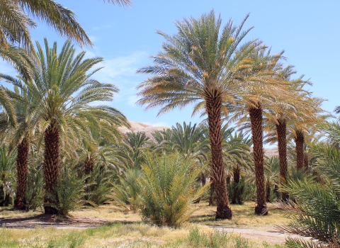 Date Palm Trees in rows