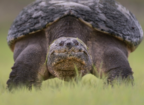 Close-up of a turtle looking at the camera while standing on green grass.