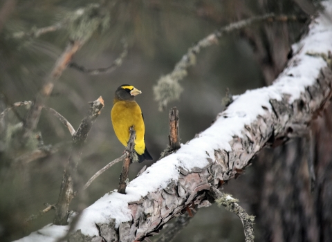 Evening grosbeak perched on a snowy branch
