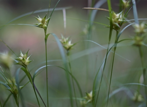Close up of sedge seedheads
