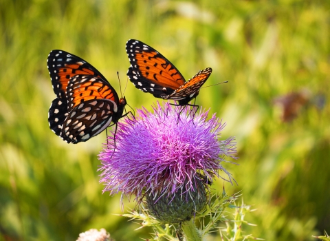 Two orange-black butterflies with black and white spots sit on a purple flower