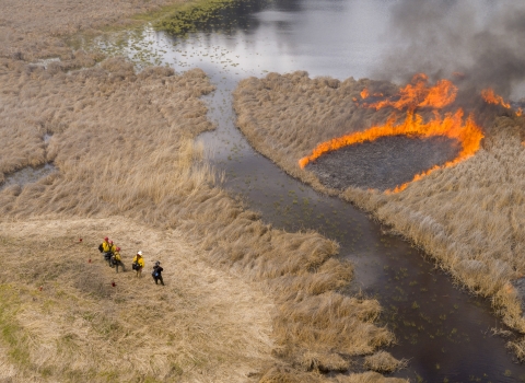 Four firefighters observe spreading flames during a controlled burn in a wetland