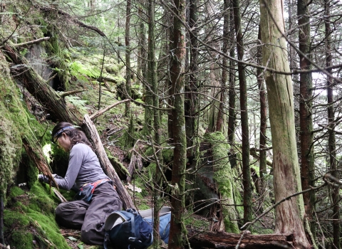 Biologist seated on the forest floor, closely examining a rock face