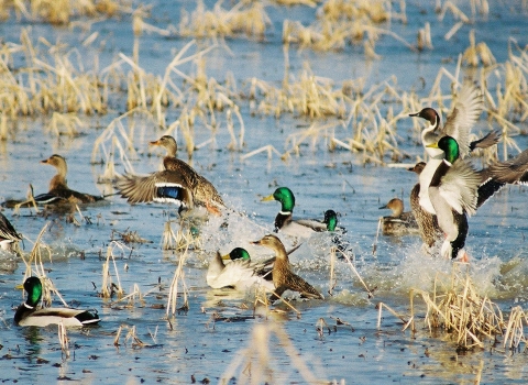 Mallards in Moist Soil