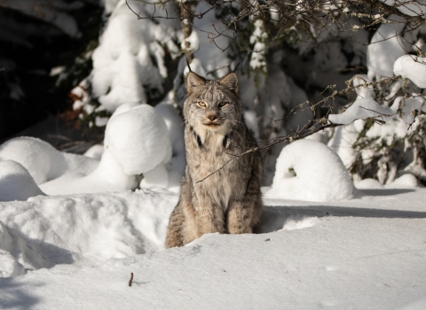 A Canada lynx sitting in deep snow surrounded by boreal forest.