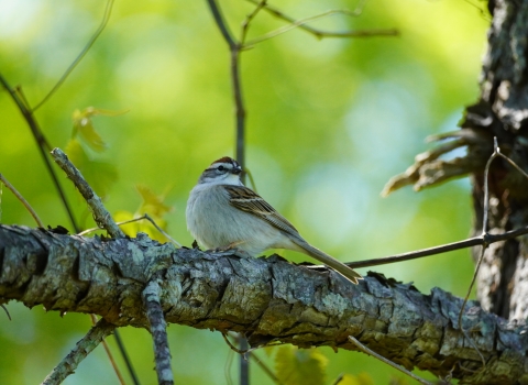 A small sparrow with a white throat, brown cap, and black line through its eye perches on a pine tree branch with a blurry green forest background.