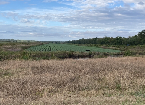 A black bear feeds in soybean field while a car passes by on a road in the distance