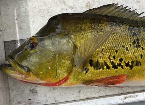 Butterfly Peacock Bass