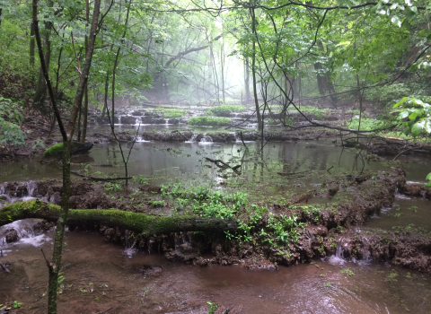 A wide stream flowing through a lush green forest.