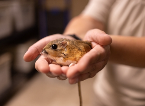 Up close photo of Texas kangaroo rat in Fort Worth Zookeeper’s cupped hands. Texas kangaroo rat has a light brown body with a lighter undercoat, seen laying down.