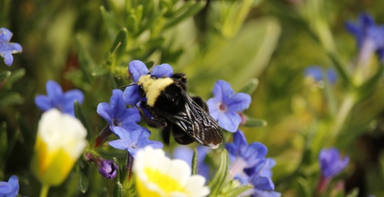 Bumblebee on flower