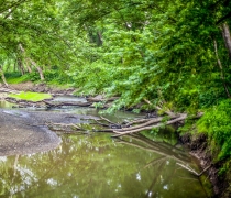 A creek winds the woods, trees full of bright green leaves.