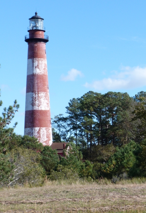 A Chincoteague pony grazing with Assateague Lighthouse in the background