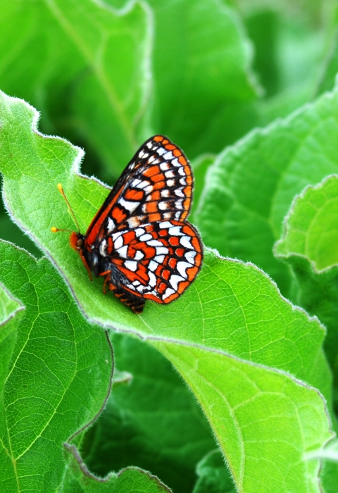 Taylor's checkerspot butterfly on leaf