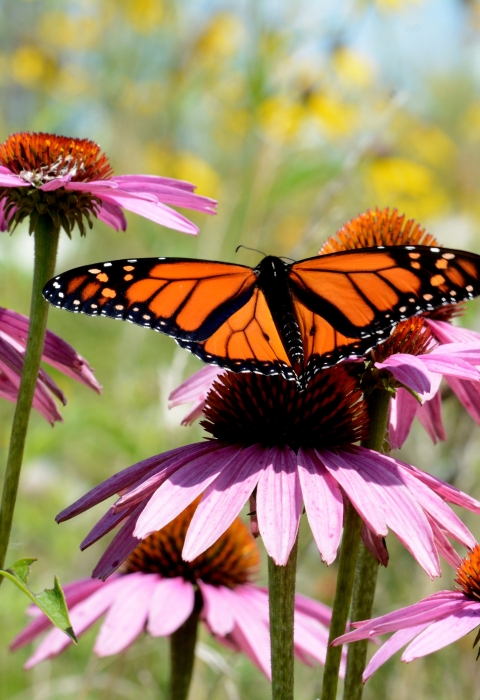 Monarch butterfly on purple coneflower