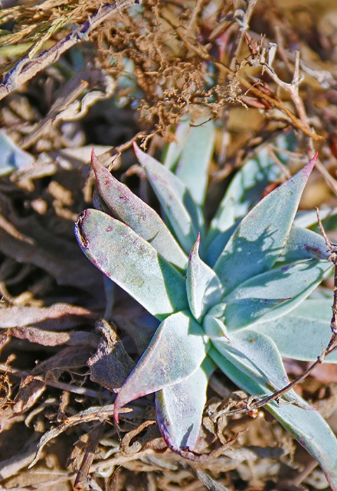 A green succulent