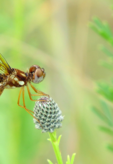 A brown-and-amber-colored dragonfly perched on a flower