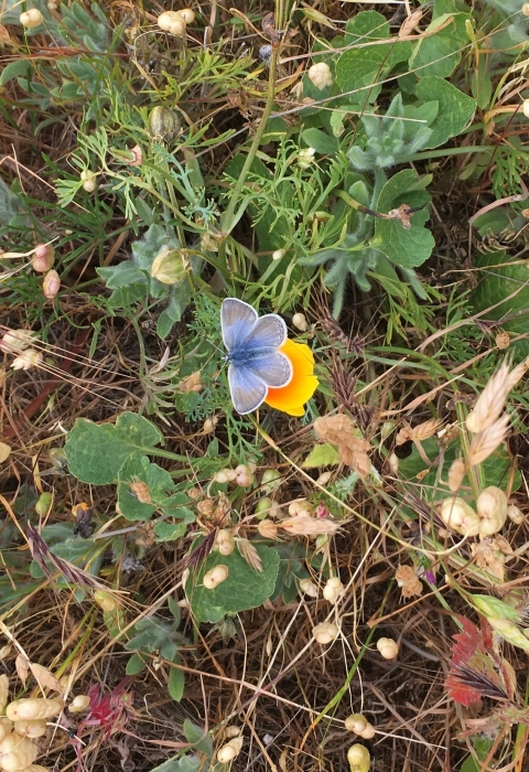 A small light blue butterfly sits on an orange flower.