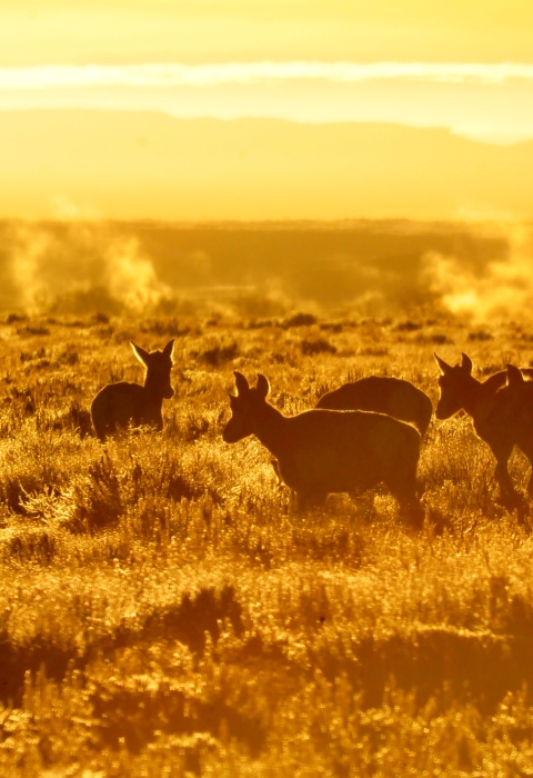 Pronghorn graze in golden light at sunrise at Seedskadee National Wildlife Refuge.