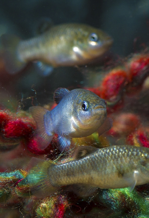 small fish in a tank