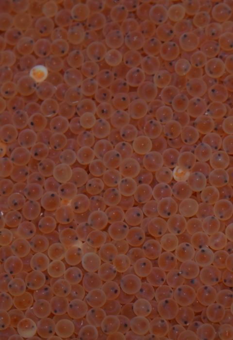 Numerous orange Rainbow trout eggs with visible dark eyespots in each egg