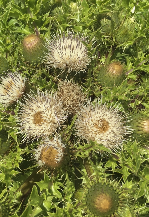 A plant with spikey yellow thistles