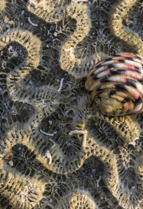 A close-up of a sea snail perched on a coral skeleton emphasizes waves in the coral.