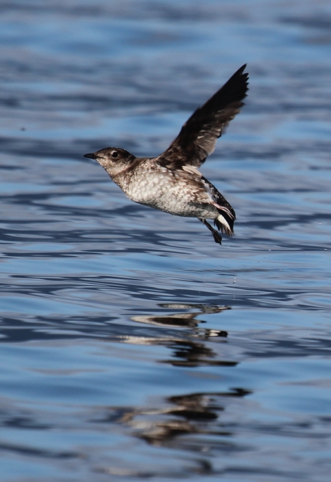 marbled murrelet in flight