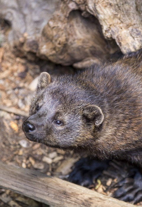 a close up photo of a fisher