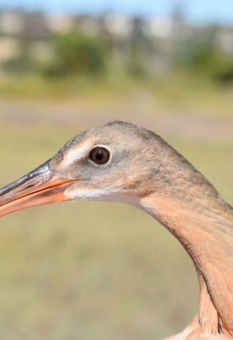 Profile view of light-footed Ridgway's rail