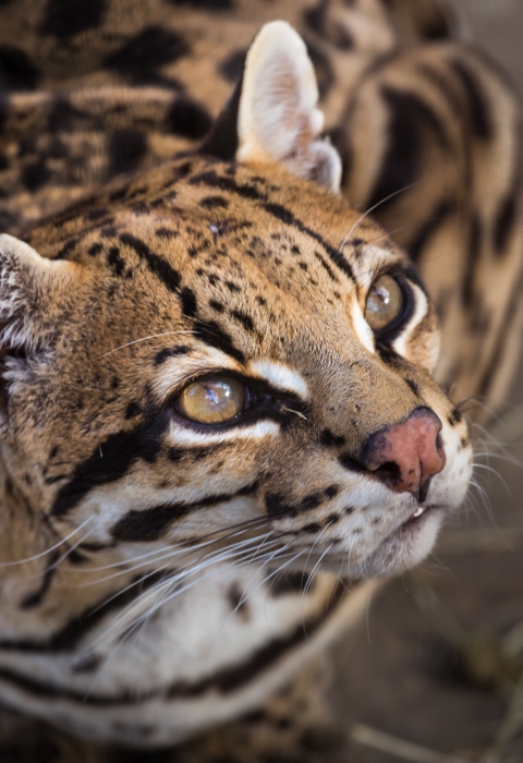 A wild cat with brown, white, and black markings gazes upward