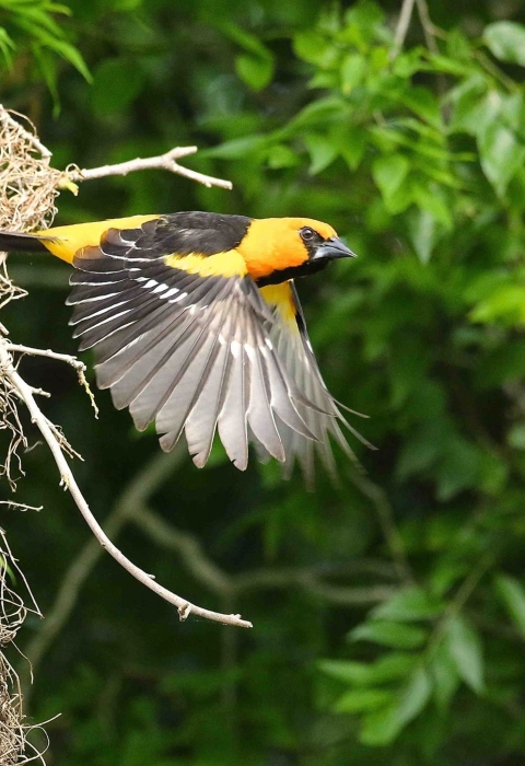 Orange and black birds called Altamira orioles at their hanging nest at Laguna Atascosa National Wildlife Refuge in south Texas.