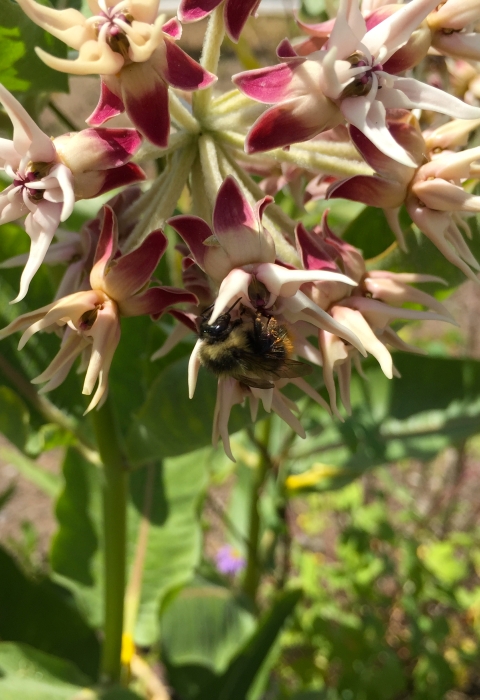Bumblebee hanging upside down on a milkweed blossom.