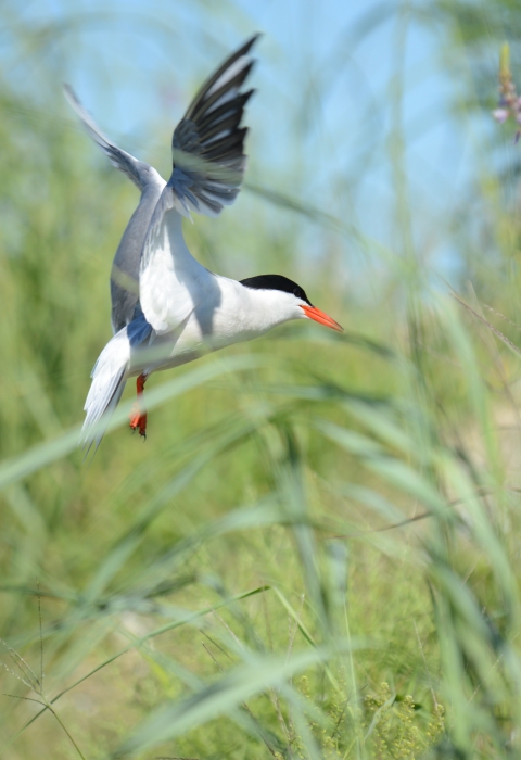 A common tern is about to land 