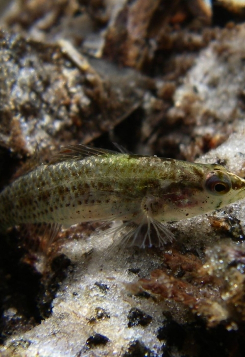 Okaloosa darter