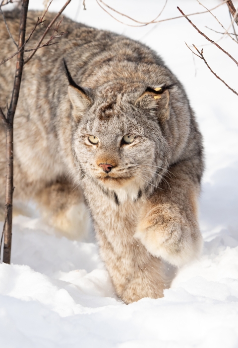lynx wanders in snow