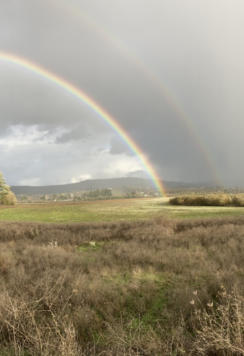 Rainbow with cloudy sky and stormy weather over the lakebed; single tree, surrounded by green and browned lower growing plants