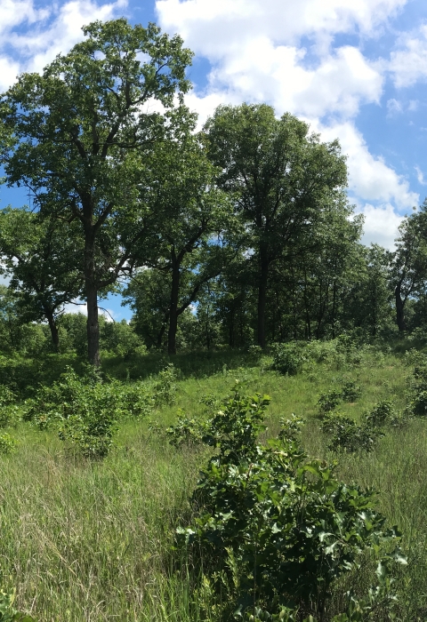 Oak Savanna