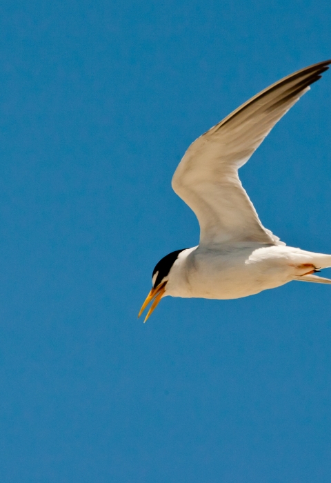 California least tern flying. A plain, dark blue sky in the background. 