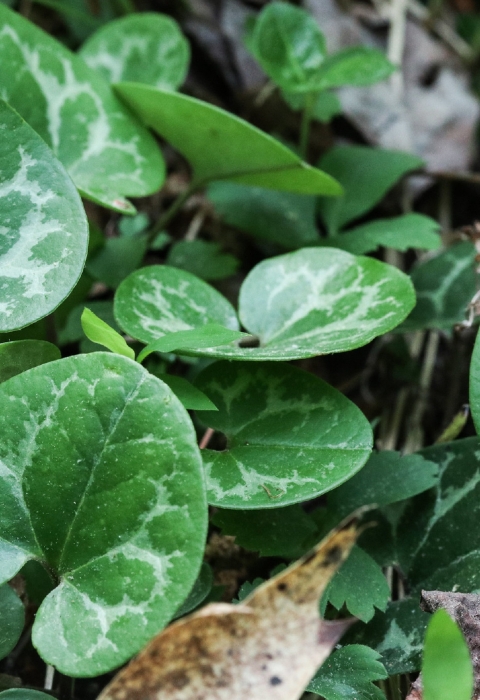 A green, heart shaped leaf plant.