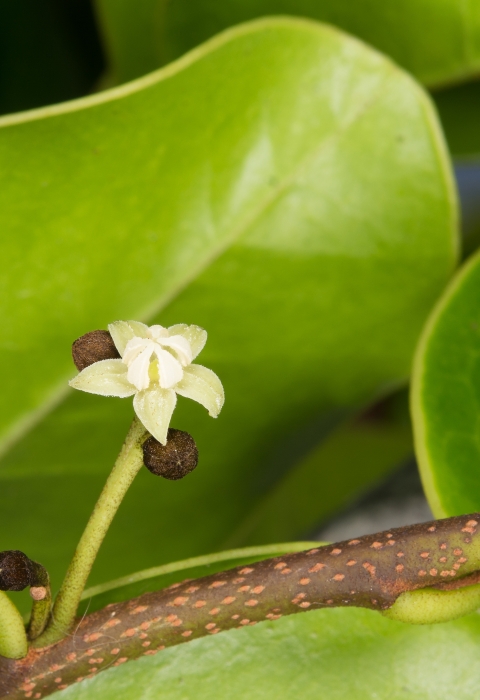 A tiny white flower in bloom among large green leaves.