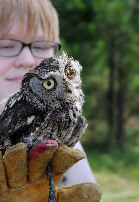 Injured owl held in hand.