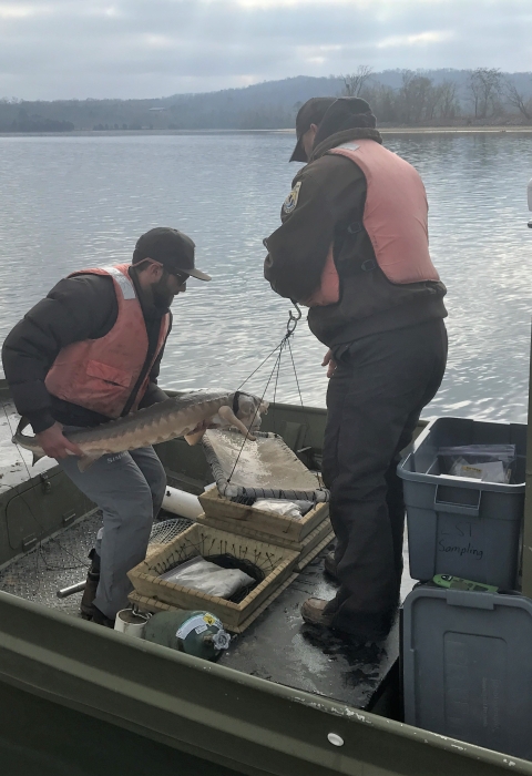 Biologists in the process of weighing Lake Sturgeon and recording weight.