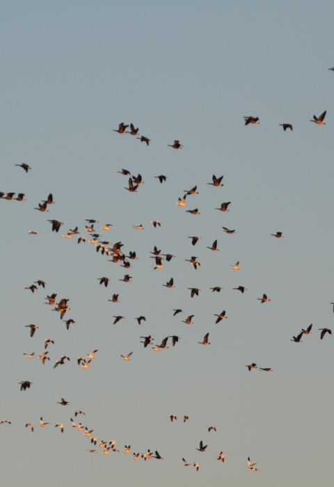 Mixed flock of geese flying off refuge.