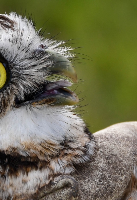 western burrowing owl