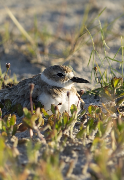 a brown bird sits in the sand with green vegetation around