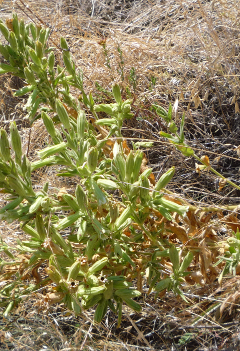 A green Spalding's catchly plant surrounded by tall brown grass