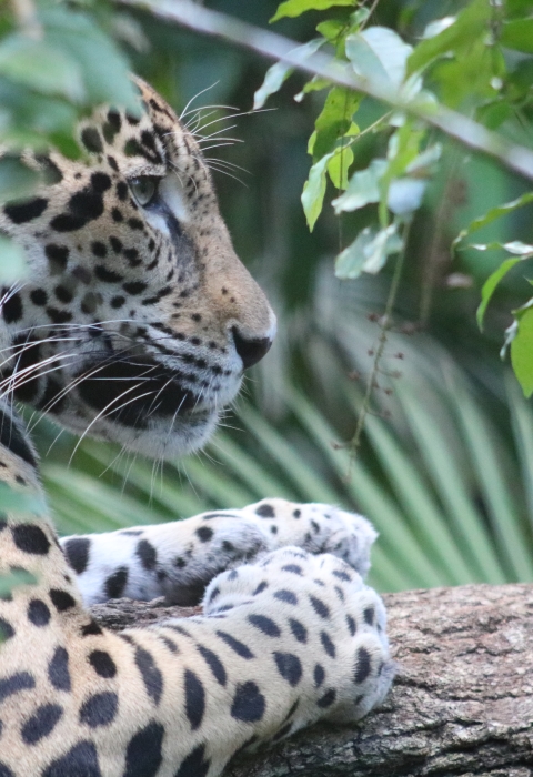 Close-up profile of jaguar behind a branch with green leaves