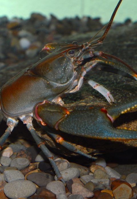 blue and red hued crayfish in an underwater tank