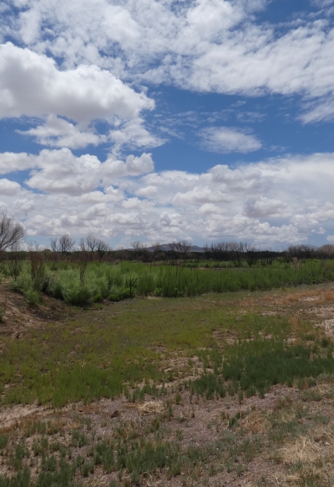 Green vegetation covers the ground between burned trees under a cloudy blue sky. 